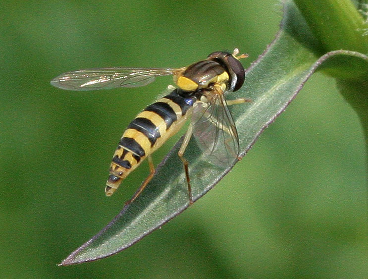 Pascal VIEU - Sphaerophoria sp. - réf. 45809 (743 x 563 pixels, 111 ko)