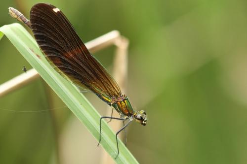 Calopteryx virgo