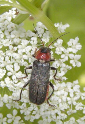 Cantharis fusca