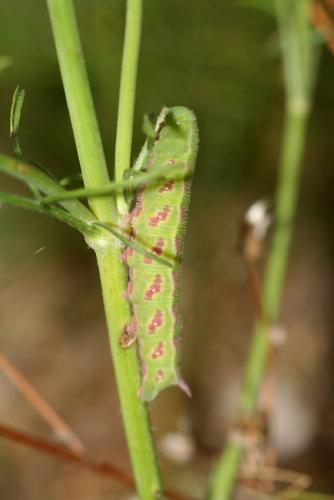 Hemaris tityus