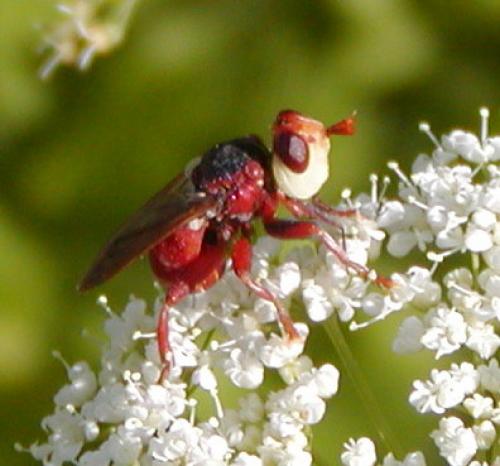 Myopa sp.