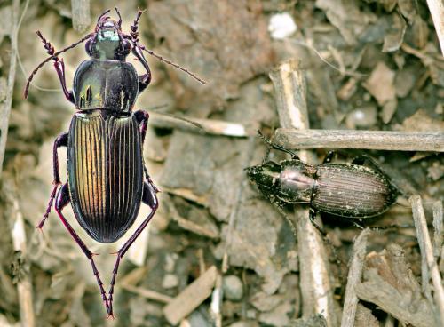 Réf. 46 919 : Poecilus lepidus