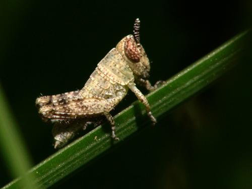 Pezotettix giornae