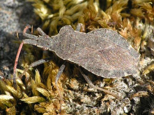 Réf. 46 451 : Enoplops scapha