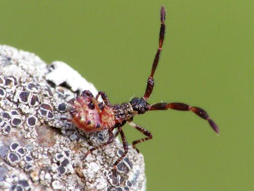 Réf. 46 511 : Coreus marginatus