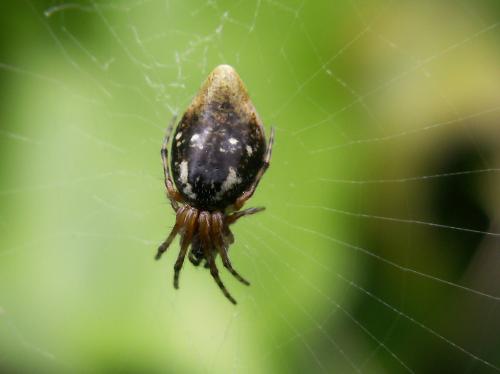 Réf. 46 568 : Cyclosa conica