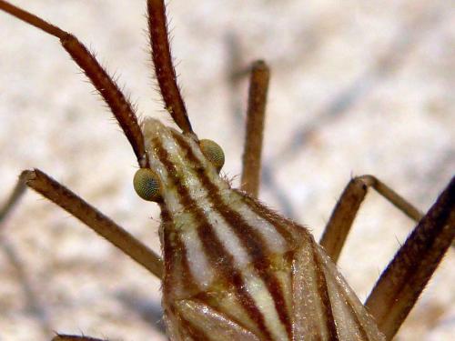 Miridius quadrivirgatus