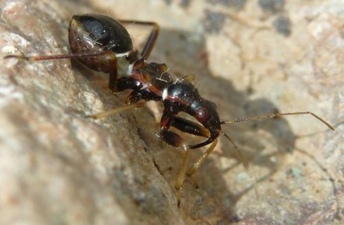Réf. 46 736 : Himacerus mirmicoides