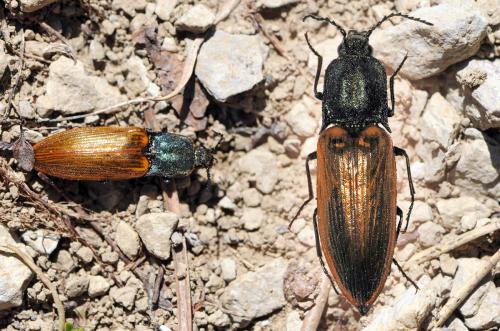 Ctenicera virens