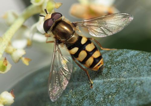 Réf. 46 370 : Eupeodes corollae