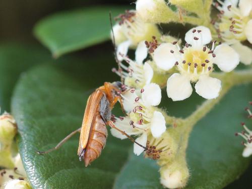 Oedemera podagrariae