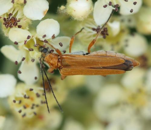 Oedemera podagrariae