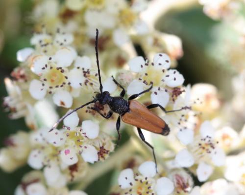 Stictoleptura fulva