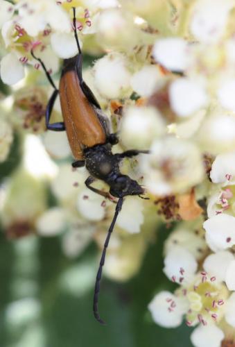 Stictoleptura fulva