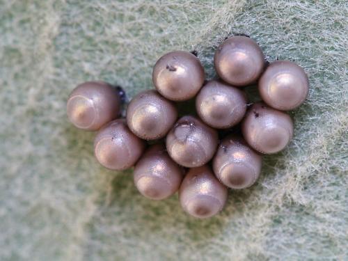 Rhaphigaster nebulosa