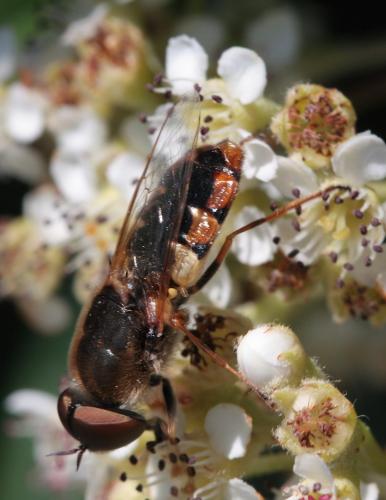Réf. 46 325 : Odontomyia ornata