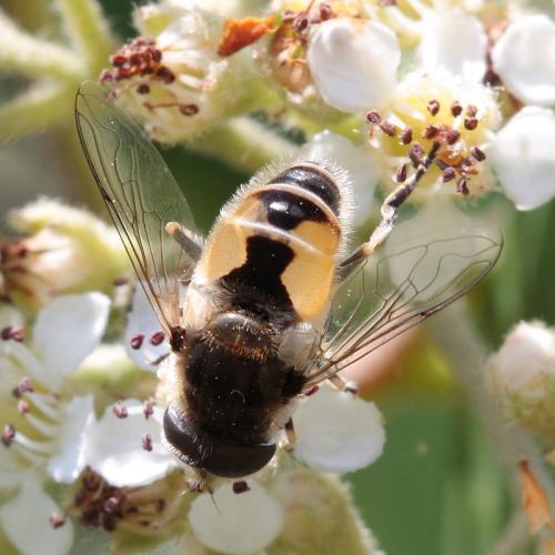 Eristalis arbustorum