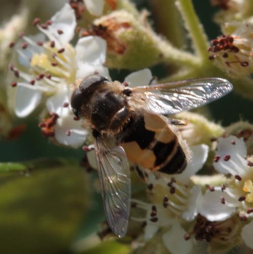 Eristalis arbustorum