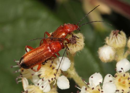 Réf. 46 145 : Rhagonycha fulva