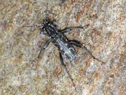 Réf. 46 308 : Xylotrechus rusticus