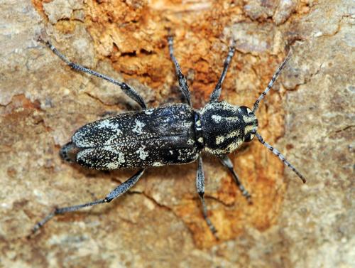Réf. 46 309 : Xylotrechus rusticus