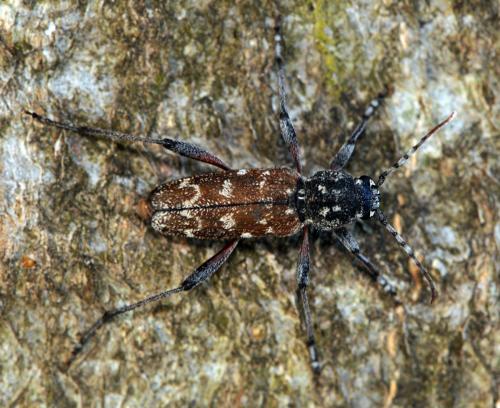 Réf. 46 311 : Xylotrechus rusticus