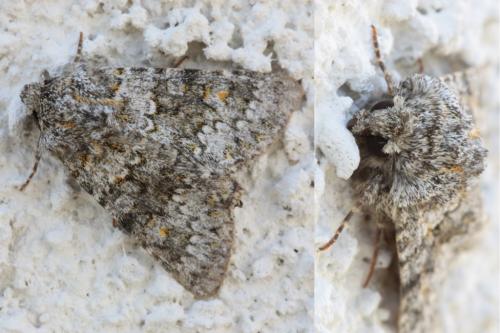 Hecatera dysodea