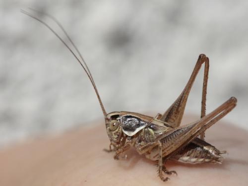 Tessellana tessellata tessellata