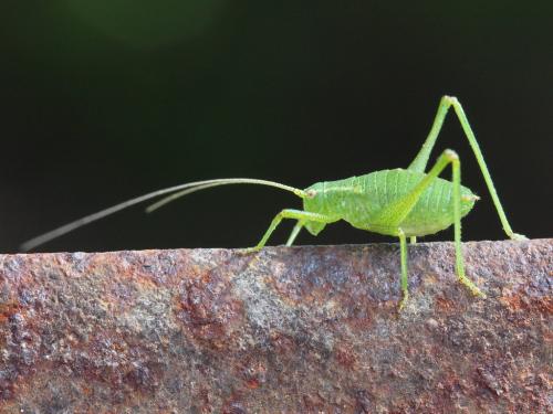 Leptophyes punctatissima