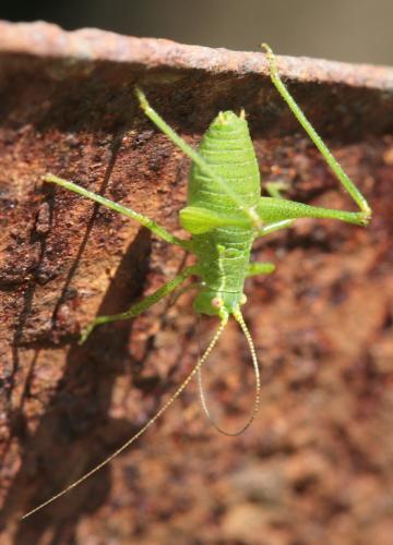 Leptophyes punctatissima