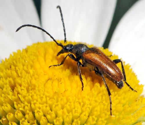 Pseudovadonia livida