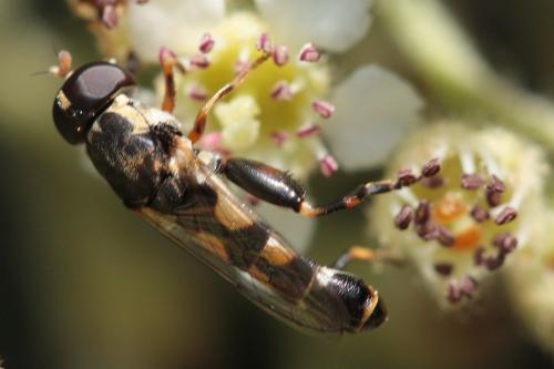 Réf. 46 346 : Syritta pipiens