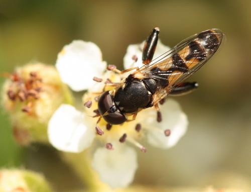 Syritta pipiens