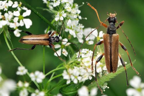 Pidonia lurida