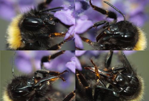 Bombus pratorum