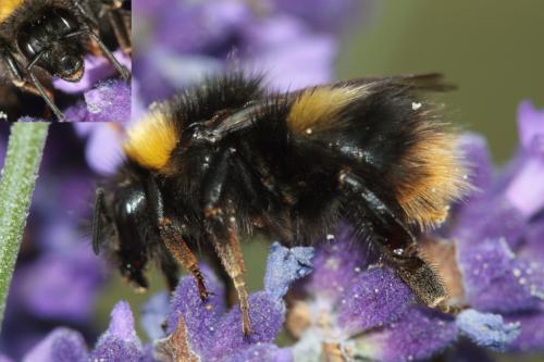 Réf. 46 473 : Bombus pratorum