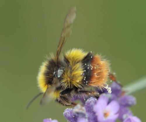 Bombus pratorum