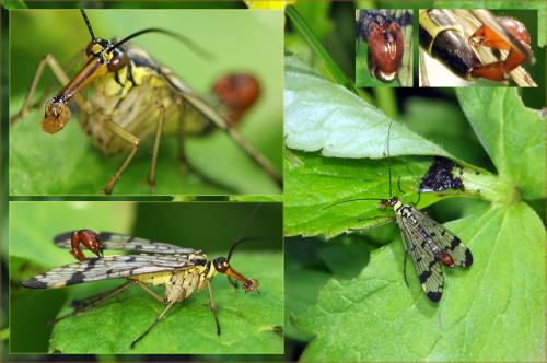 Panorpa communis