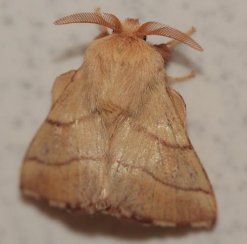 Malacosoma neustria