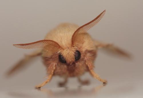 Réf. 46 603 : Malacosoma neustria