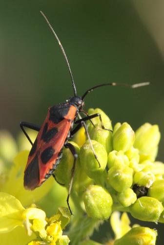 Réf. 46 638 : Calocoris nemoralis