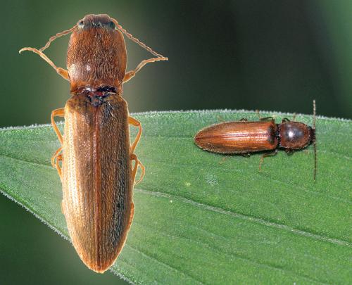 Athous emaciatus