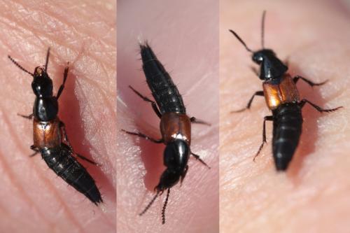 Réf. 46 547 : Quedius sp.