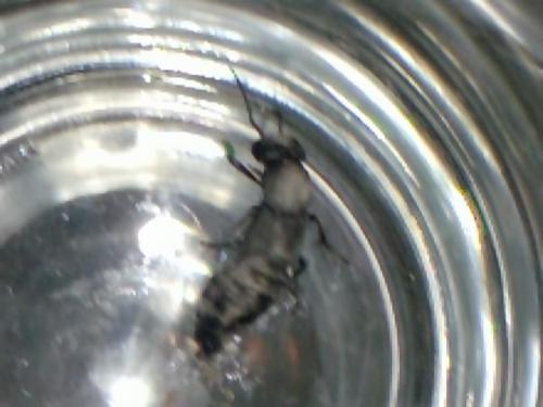 Ocypus sp.
