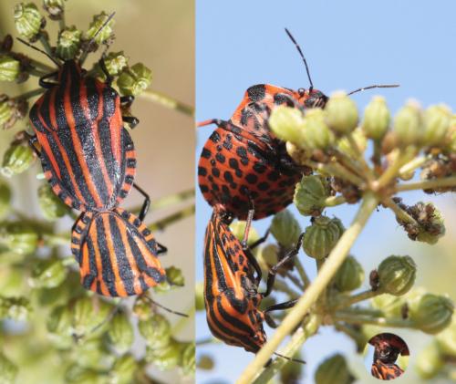 Réf. 46 705 : Graphosoma italicum