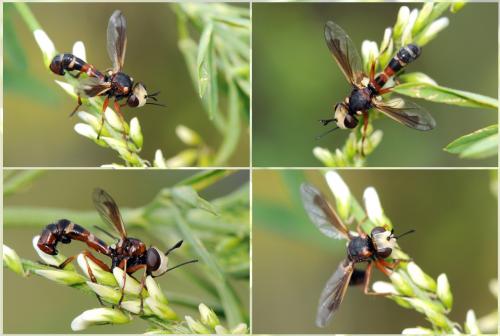 Réf. 46 877 : Physocephala vittata