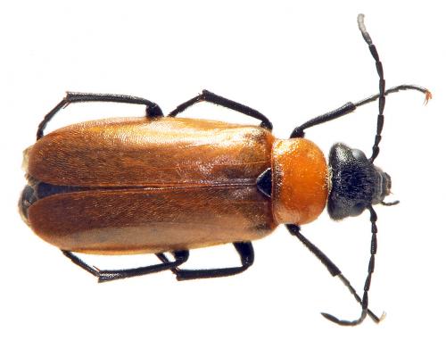 Réf. 46 905 : Zonitis nana