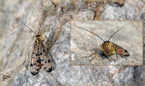 Panorpa germanica