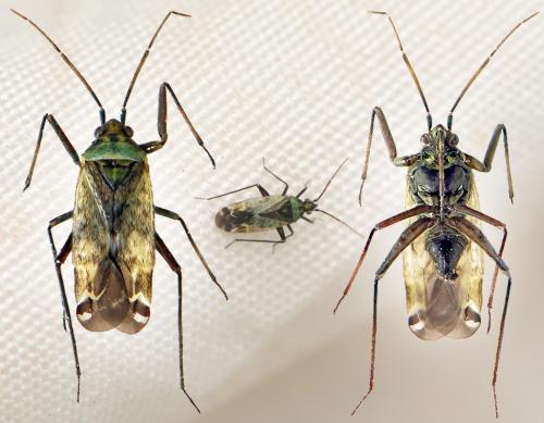 Réf. 46 851 : Macrotylus paykullii