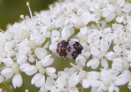 Anthrenus pimpinellae